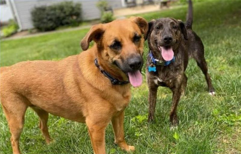 New Bella and Roxy